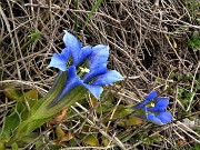 42 Gentiana clusii (Genziana di Clusius)